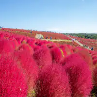 โคเคียที่สวนสาธารณะฮิตาจิ ซีไซด์ พาร์ก (Hitachi Seaside Park)