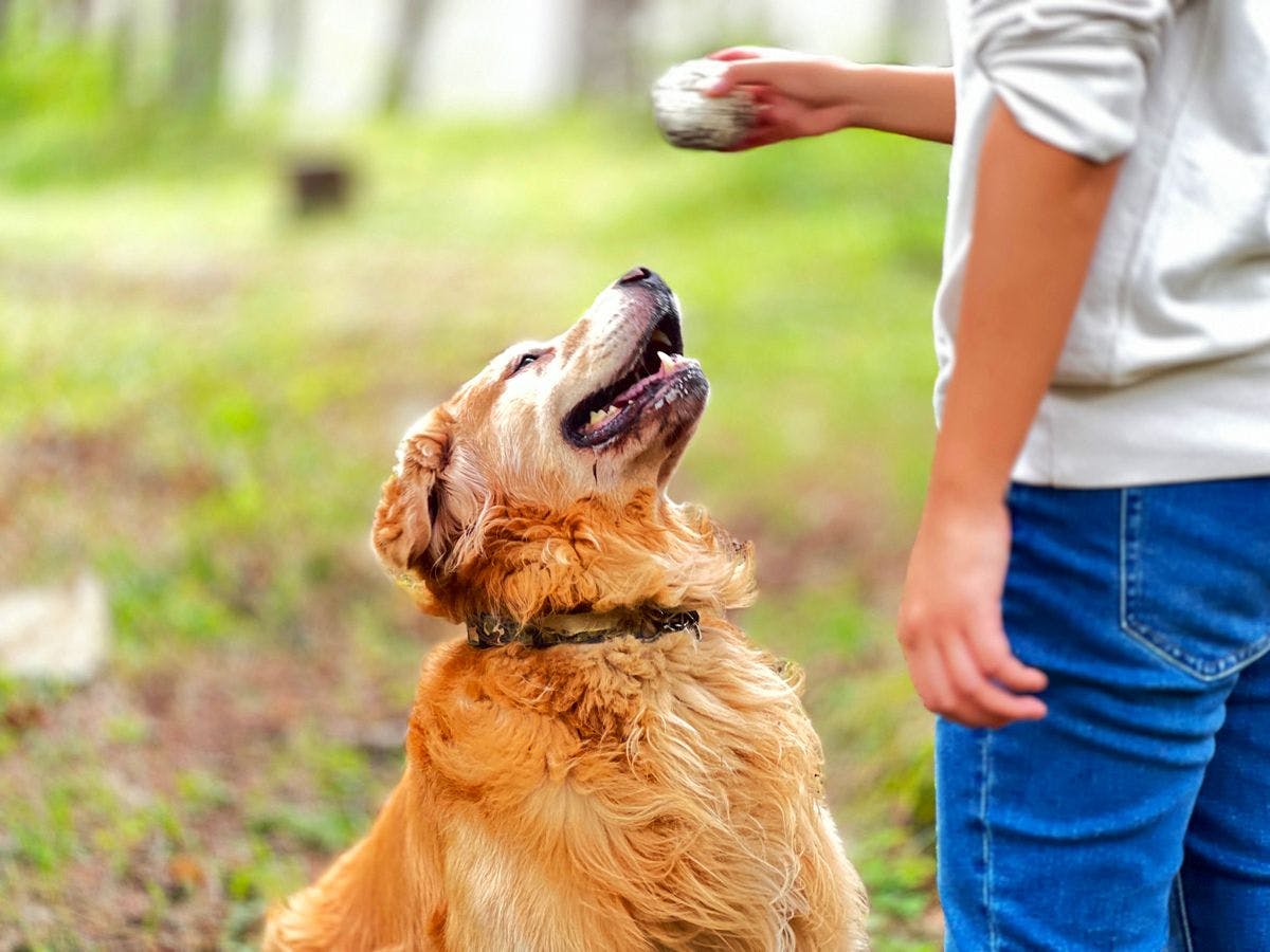 Dog-Friendly Accommodation Shirakaba Club