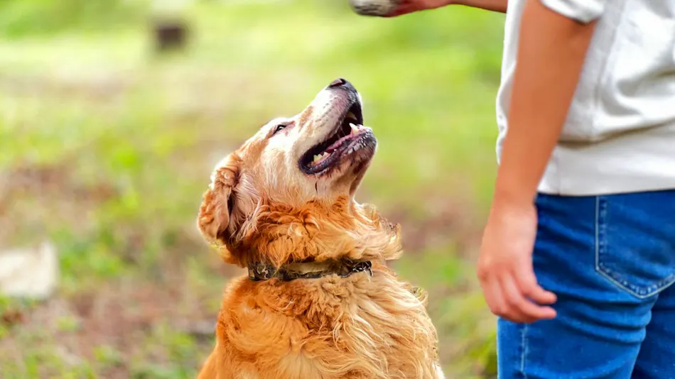 Dog-Friendly Accommodation Shirakaba Club