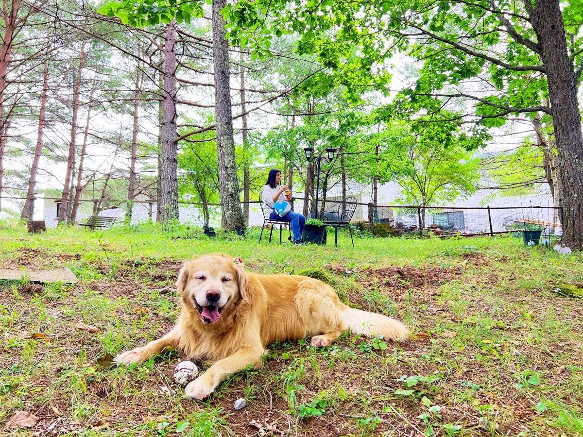 Dog-Friendly Accommodation Shirakaba Club