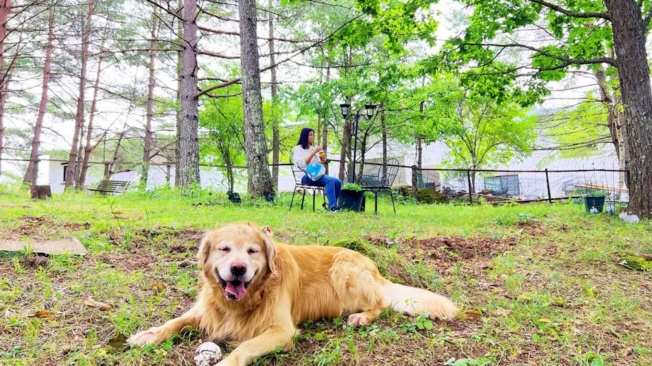 Dog-Friendly Accommodation Shirakaba Club