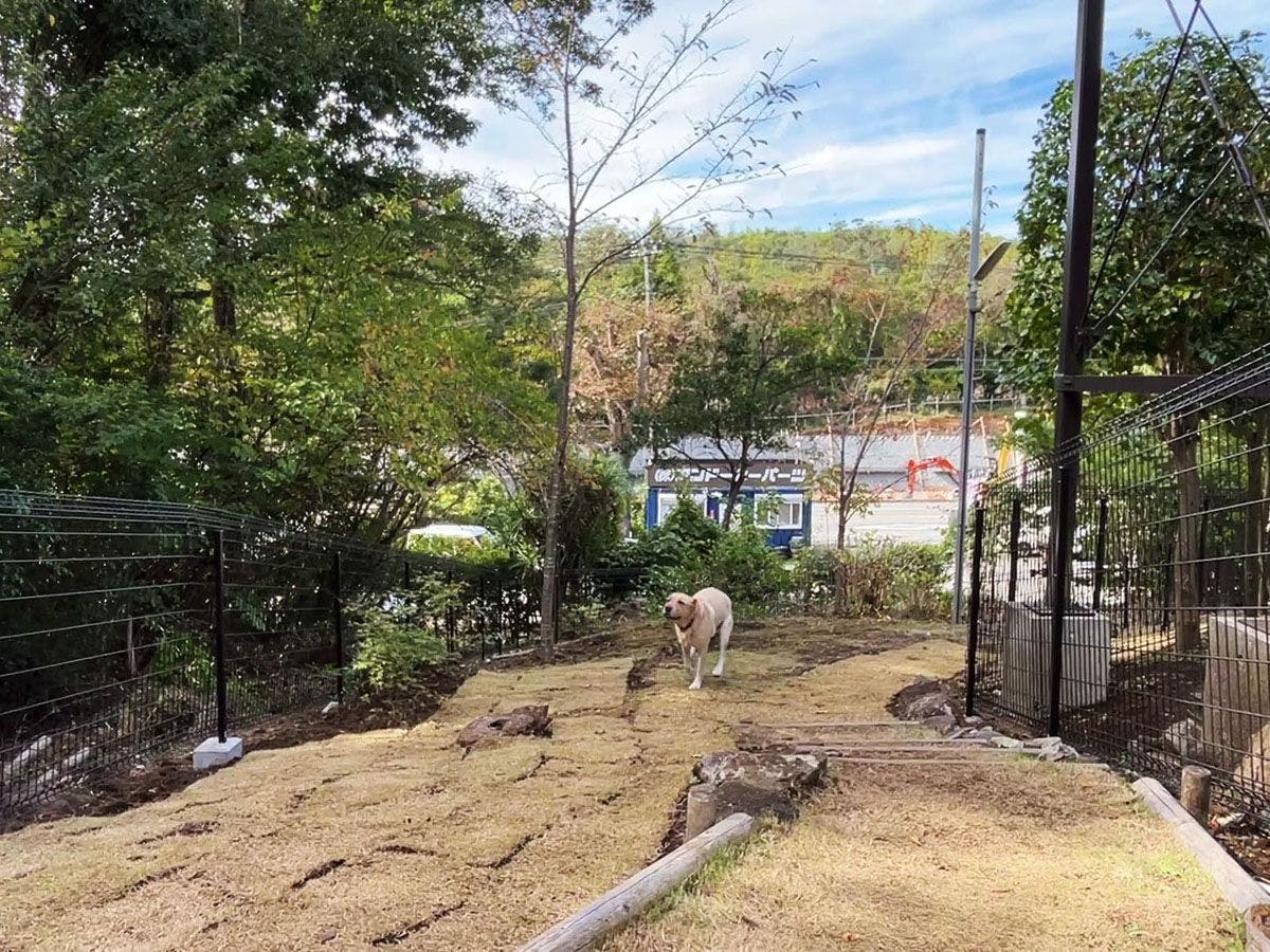 Tersedia area bermain anjing*