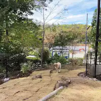 Tersedia area bermain anjing*