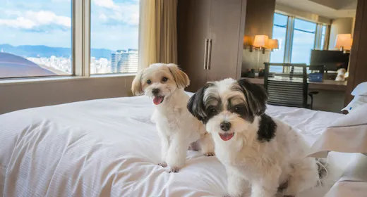 ペットと泊まれる!PAWSOME STAY(パウサム ステイ)