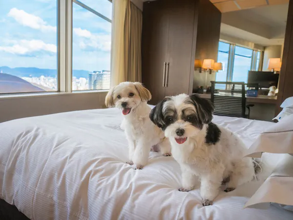ペットと泊まれる!PAWSOME STAY(パウサム ステイ)