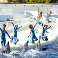 【Kyoto Aquarium】Buổi biểu diễn cá heo