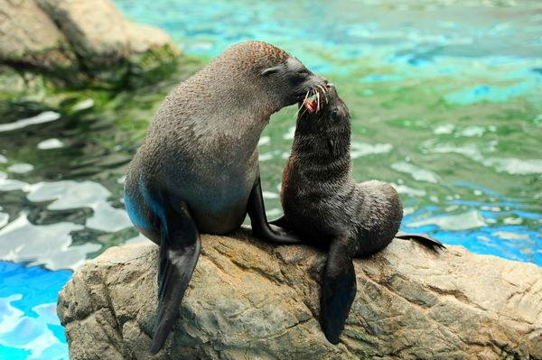 ～遊びながら学べる水族館～　　「京都水族館」チケット付ステイプラン　※朝食付※