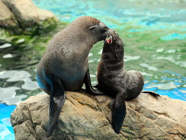 ~遊びながら学べる水族館~ 「京都水族館」チケット付ステイプラン ※朝食付※