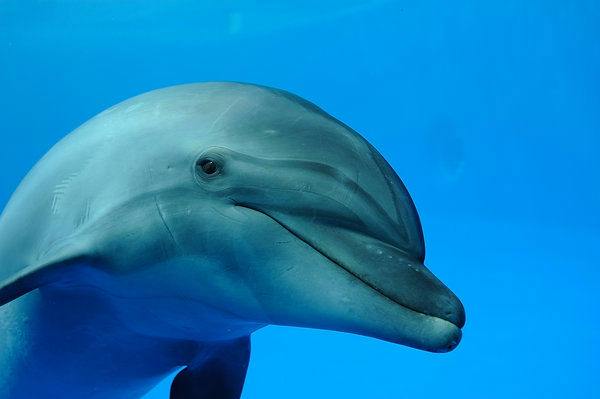～遊びながら学べる水族館～　　「京都水族館」チケット付ステイプラン　※朝食付※