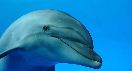~遊びながら学べる水族館~ 「京都水族館」チケット付ステイプラン ※朝食付※