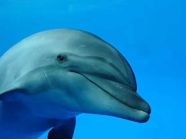 ~遊びながら学べる水族館~ 「京都水族館」チケット付ステイプラン ※朝食付※