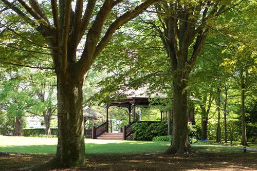 상쾌한 나무들이 늘어선 정원.