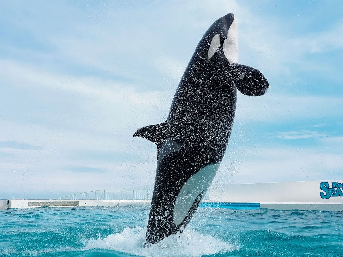 鴨川シーワルドシャチショー