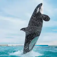 鴨川シーワルドシャチショー