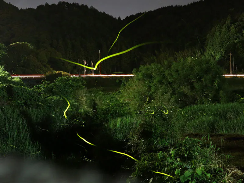 Berjalan-jalan melihat kunang-kunang