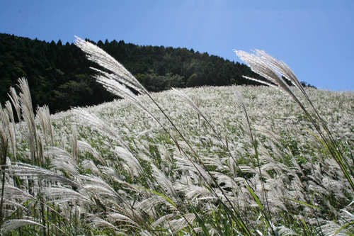 仙郷楼から徒歩10分ほどのススキの原野
