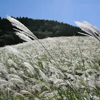仙郷楼から徒歩10分ほどのススキの原野