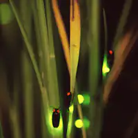 반딧불이