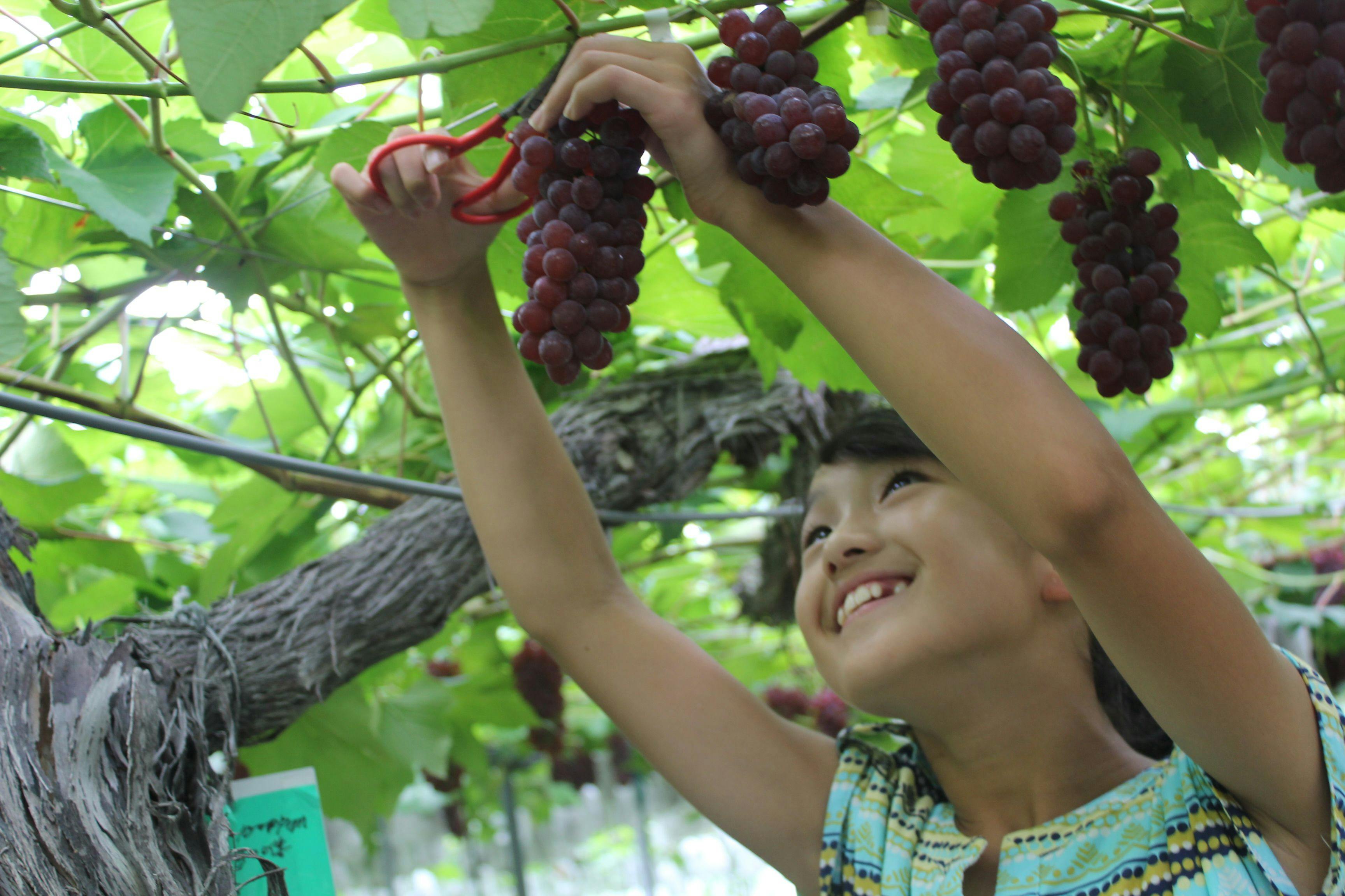 ~Freshly Picked Fruits and a Forest Holiday~ Pick, Make, and Savor Fruit Picking 1 Night with 2 Meals Included *My Car Plan