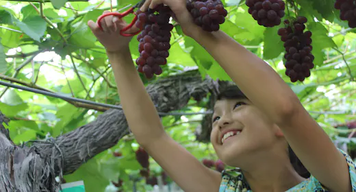 ~Freshly Picked Fruits and a Forest Holiday~ Pick, Make, and Savor Fruit Picking 1 Night with 2 Meals Included *My Car Plan