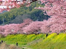 伊豆・下田の恵みと旬の食材　源泉掛流し　野の花亭　こむらさき