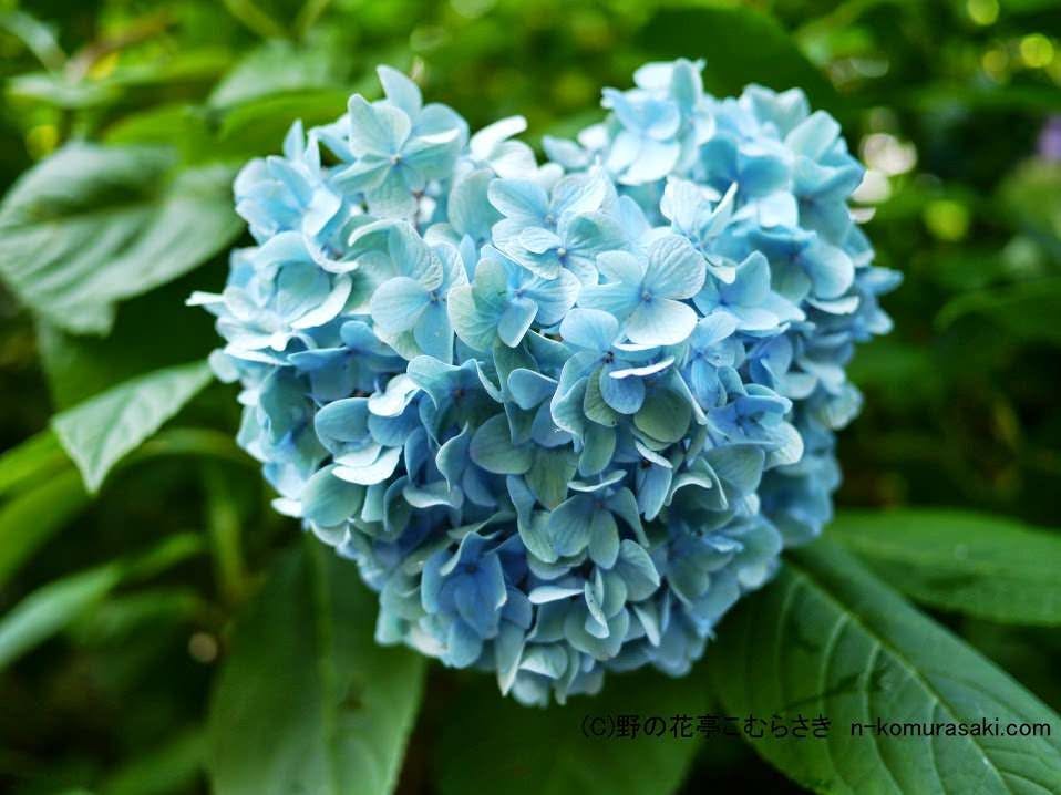 野の花亭　こむらさき