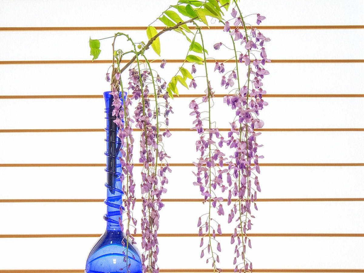 野の花亭　こむらさき