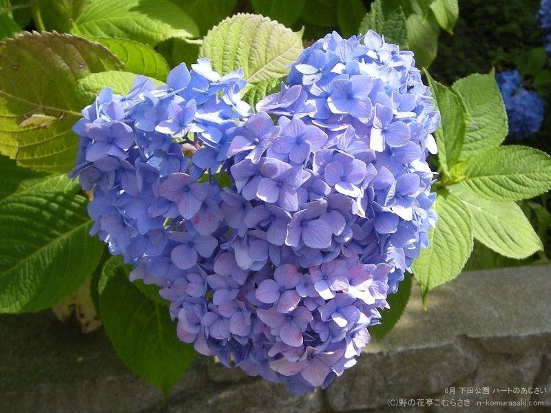 野の花亭　こむらさき