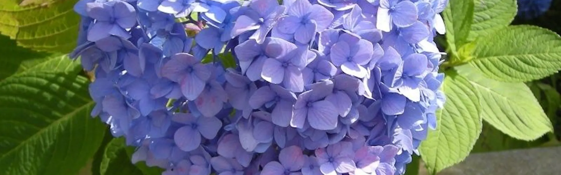 野の花亭 こむらさき