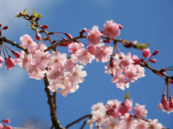 はかなく、美しい桜を見に。お越しください