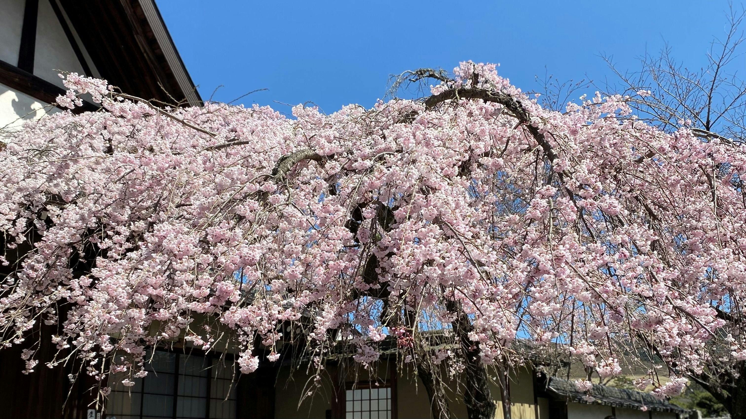 氷室神社の桜