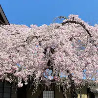 氷室神社の桜