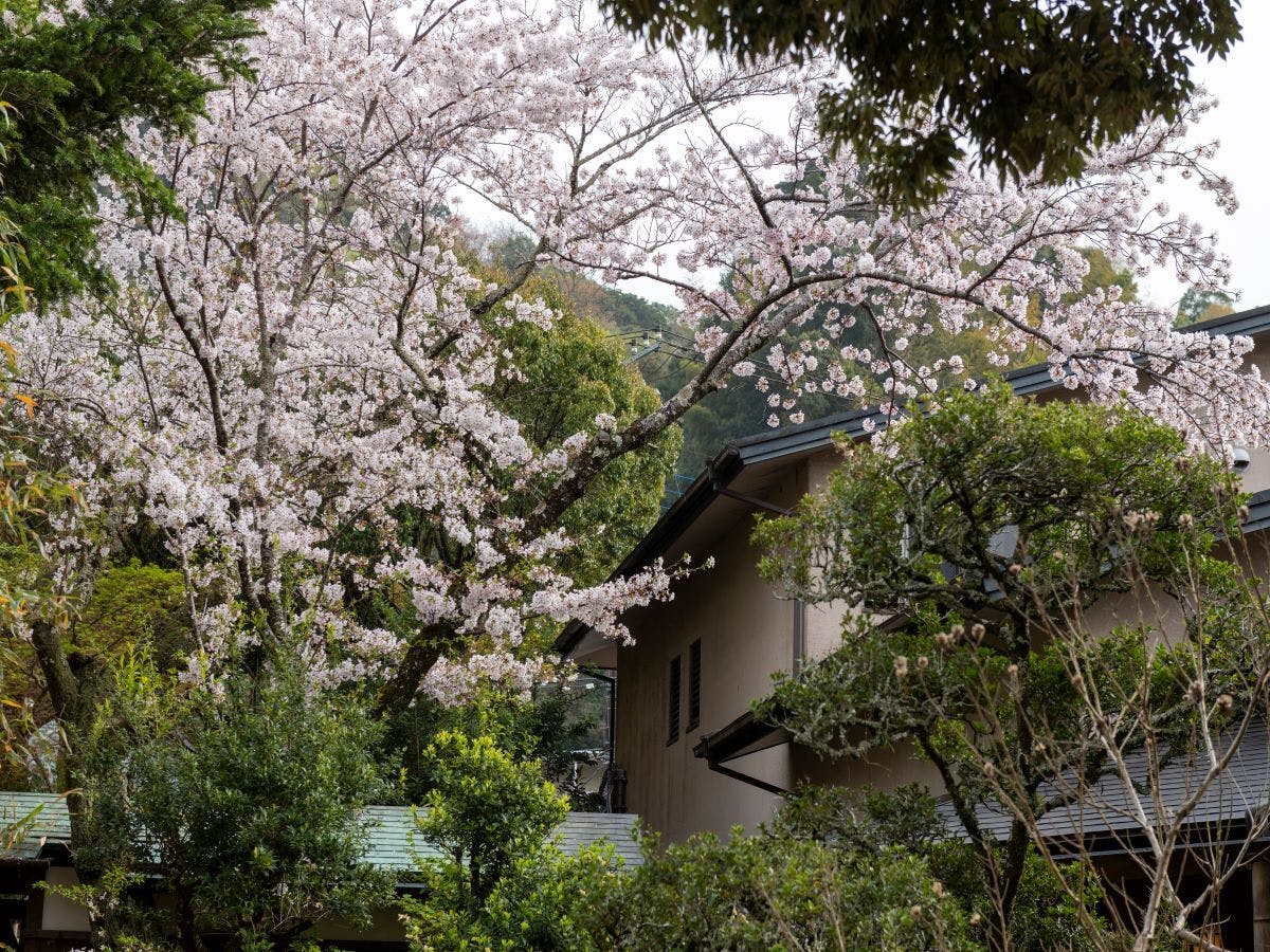 湯回廊　菊屋（共立リゾート）