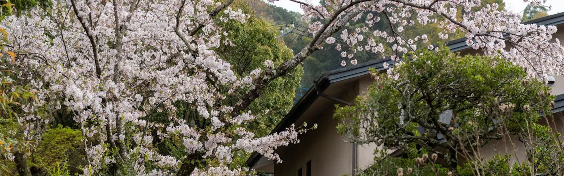 湯回廊 菊屋(共立リゾート)