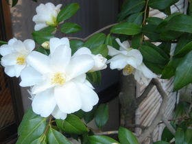 湯河原温泉 懐石旅庵 阿しか里