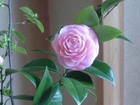 湯河原温泉 懐石旅庵 阿しか里