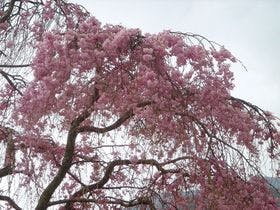 湯河原温泉 懐石旅庵 阿しか里