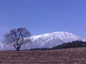 小岩井一本桜