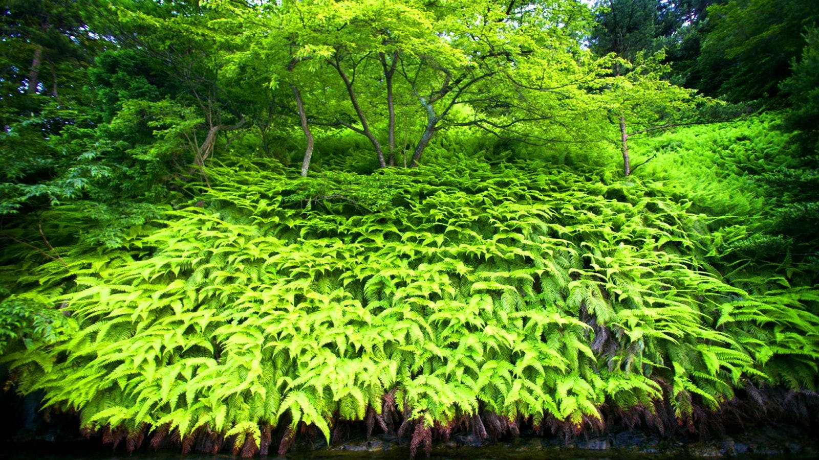 能登九十九湾　百楽荘