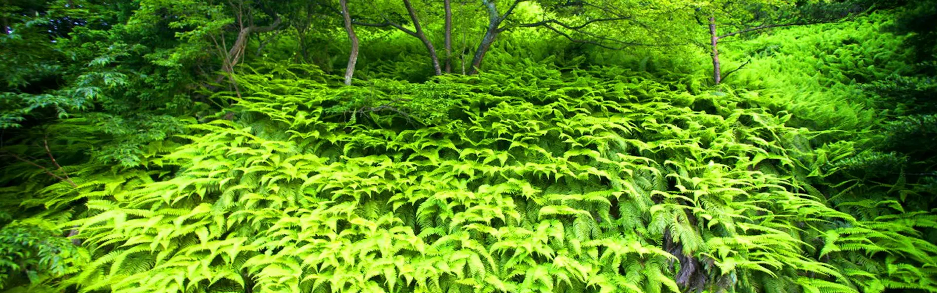 能登九十九湾 百楽荘