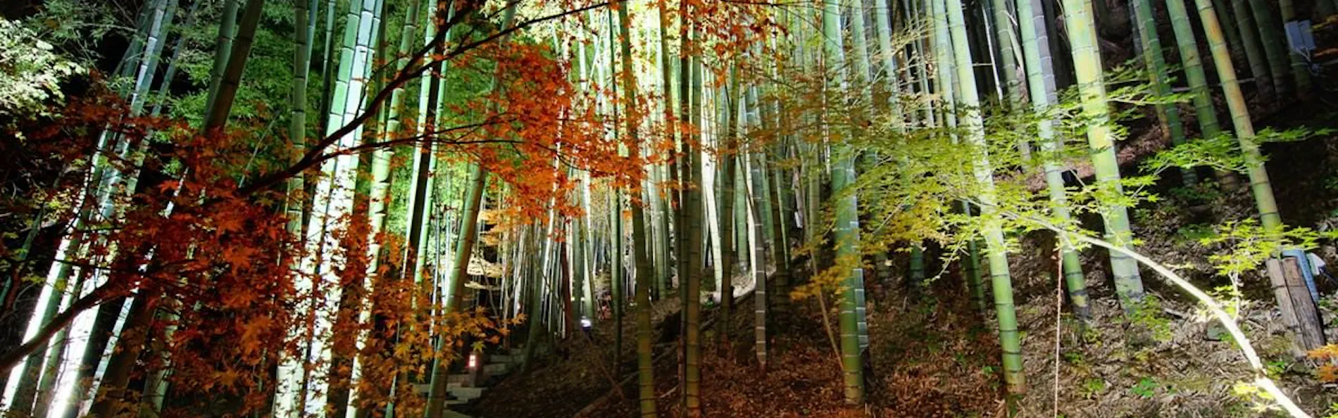 秘境 白川源泉 山荘 竹ふえ