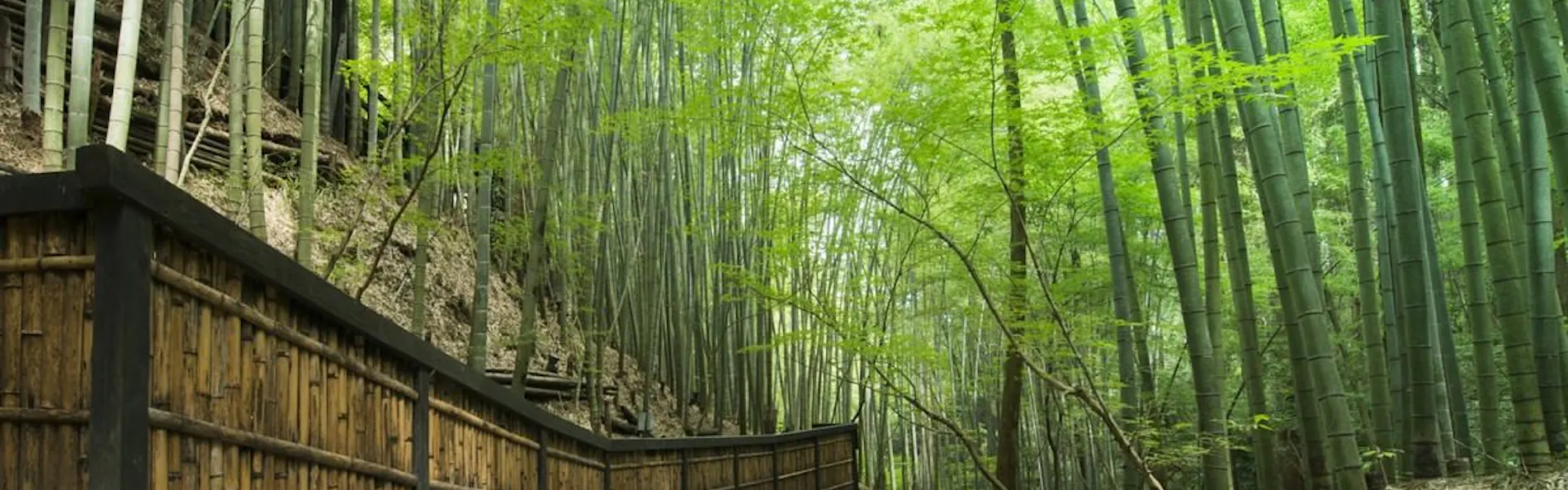 秘境 白川源泉 山荘 竹ふえ