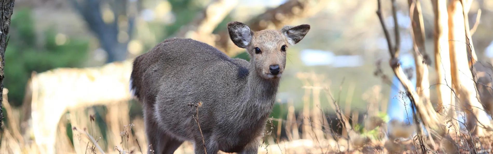 ホテルハーヴェスト天城高原