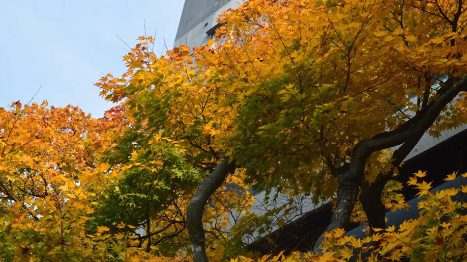 Bourou NOGUCHI Hakodate