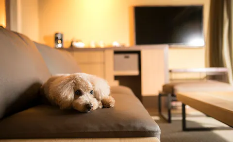 21年最新 兵庫周辺でペットと泊まれる宿ランキング 一休 Com 21年最新 兵庫周辺でペットと泊まれる宿ランキング 一休 Com