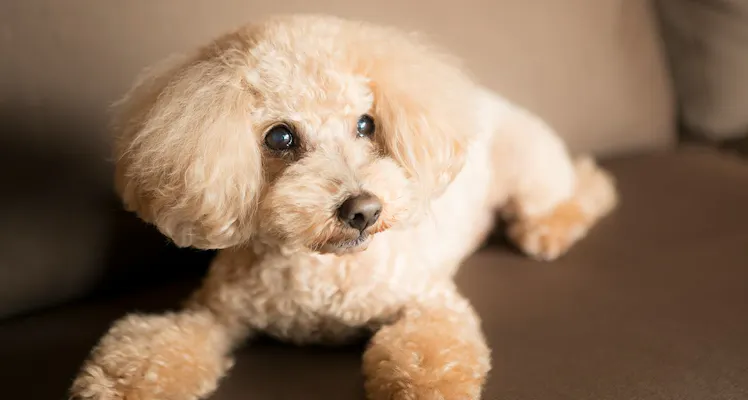 淡路島 ペットと泊まれる宿 8選 宿泊予約は 一休 Com 淡路島 ペットと泊まれる宿 8選 宿泊予約は 一休 Com
