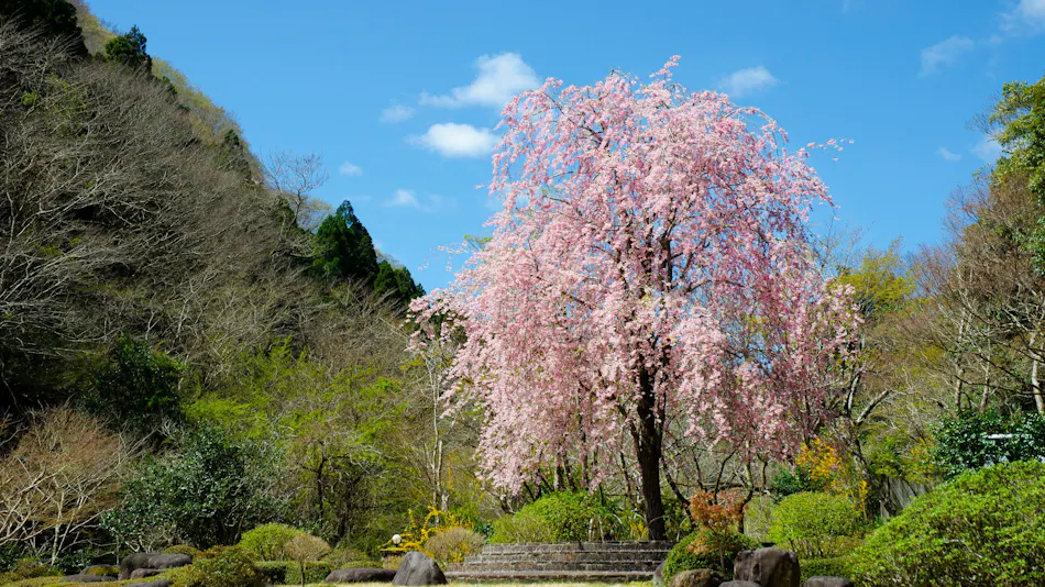 Tofuya Resort & Spa - Izu