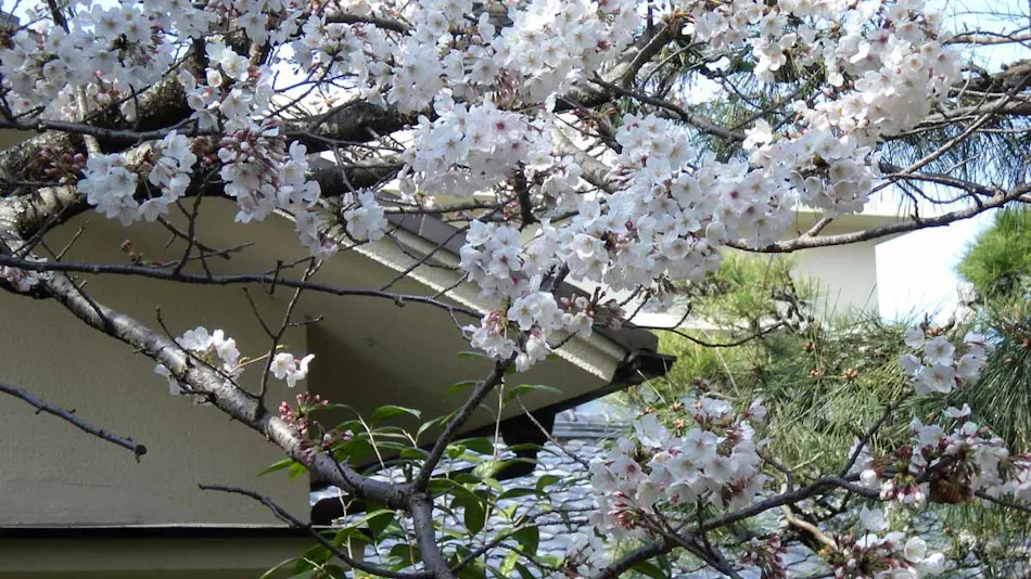 Hagoromo Hotel