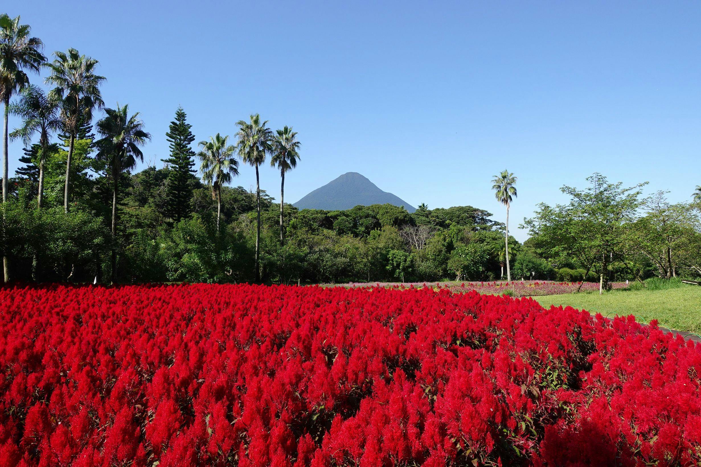 ฟลาวเวอร์พาร์ค