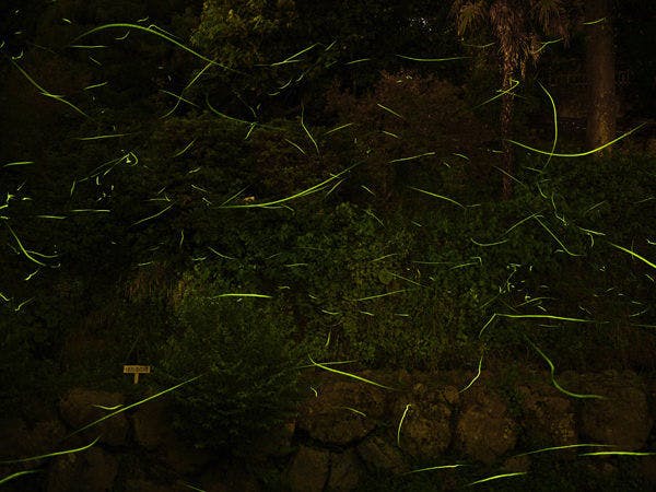 徒歩1分！当館の敷地内でのホタル観賞☆